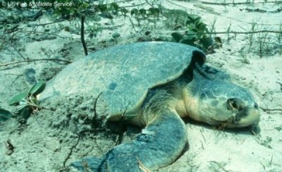 KempsRidleySeaTurtle_USFWS-Photo