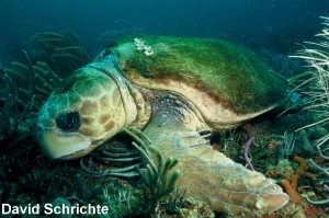 loggerhead-adult-DavidSchrichte