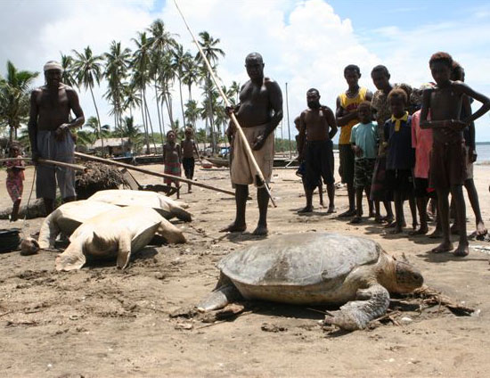 turtle-harvest-RauliVirtanen