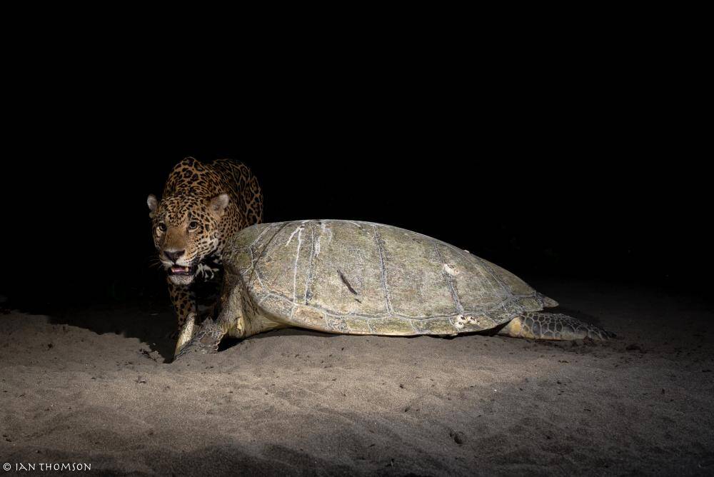 Jaguar with Green Turtle - Ian Thomson