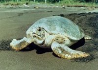 tortturtle5_tn