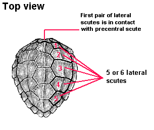 5scutes