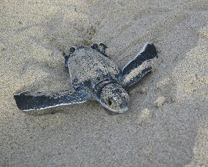 LeatherbackHatchling-Evans